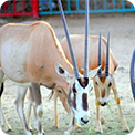 حديقة حيوان الطائف