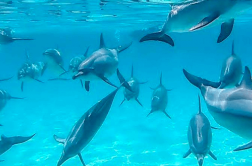 From Cairo to Abu Dabbab: A road trip to Samadai Dolphin House