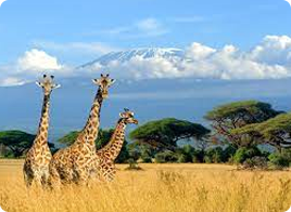 باقات السفر إلى كينيا