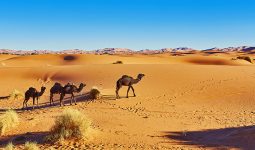 5 Days tour from Marrakech to Sahara Marrakech