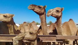 Enjoy a unique trip to a camel farm