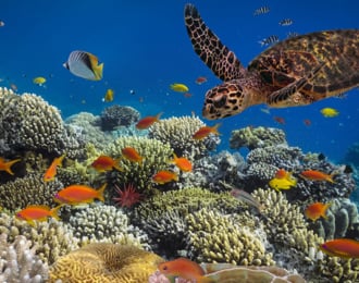 unique experience and adventure in this submarine in Dahab