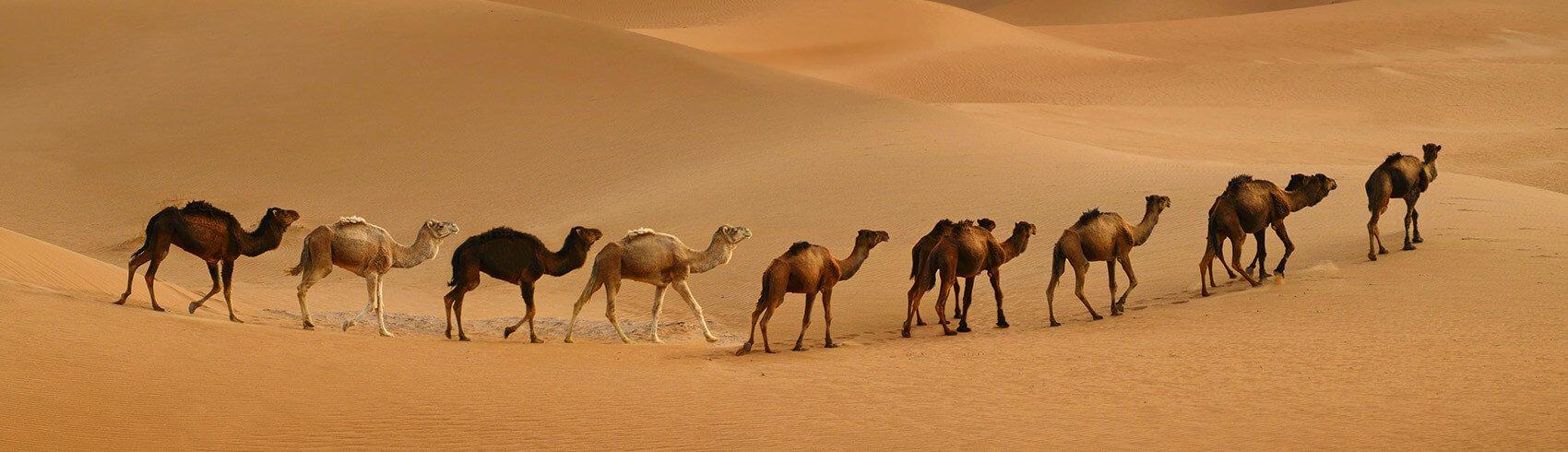 Desert Safari in Dubai