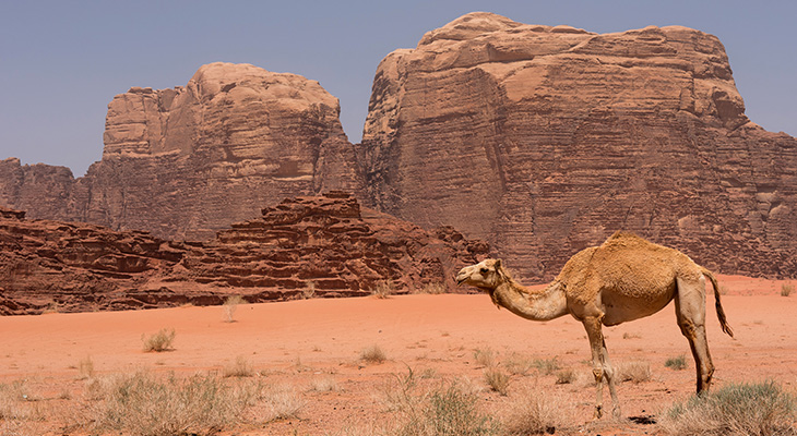 An amazing 11 days tour of the Hashemite Kingdom of Jordan 
