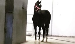 Shelter horses with operation and care in Riyadh