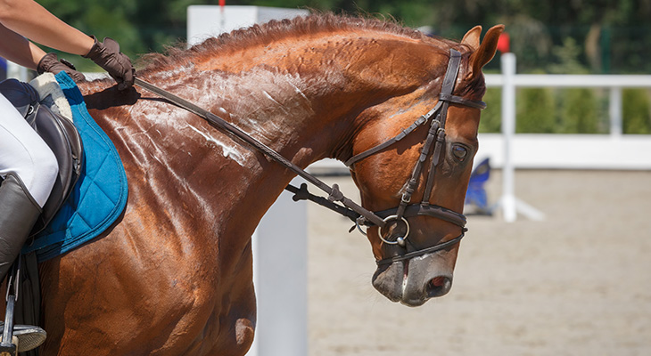 Horse taming course in Riyadh with Ootlah