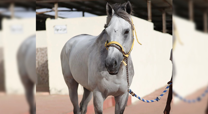 Horse riding experience in Jeddah