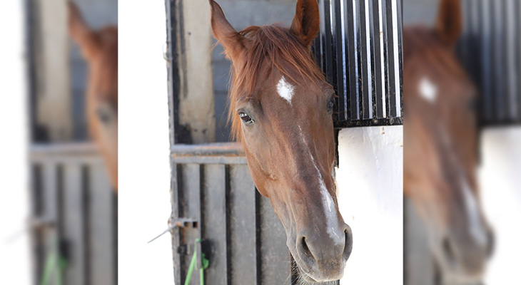 Horse riding experience in Jeddah