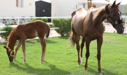 Horse riding experience in Jeddah