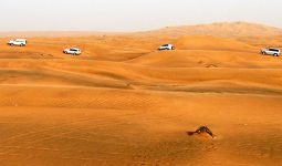 Morning Desert safari in the desert of Dubai 