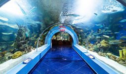 Spend a great time in Fakieh Aquarium & Have fun with the Dolphins