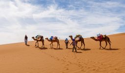 3 hours of Camel Trekking Tour in Abu Dhabi