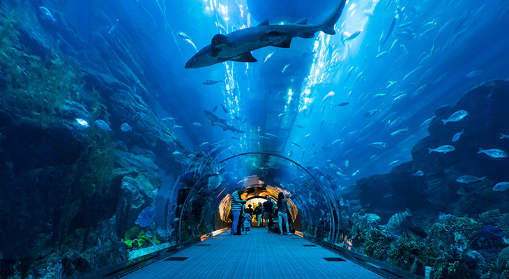  Dubai aquarium & underwater zoo