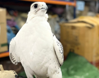 Falcons for delivery, order now! 