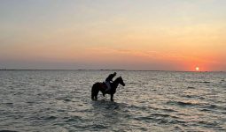 Enjoy Horse Riding on The Beach for 2 Hours + 1 Hour Free!