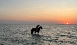 استمتع بركوب الخيل على الشاطئ لمدة ساعتين + ساعة واحدة مجانًا!