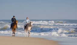Horse Riding on the Beach in Salalah for 2 Hours