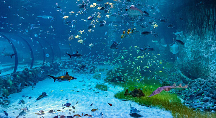 Trip to the National Aquarium Abu Dhabi with 3.5% off