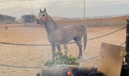 12 Classes for Learning Horse Riding in the City of Abha 