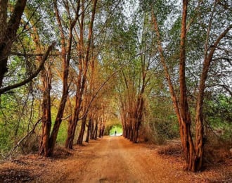 Bikes Rental in Karzakan Forest Every Tuesday