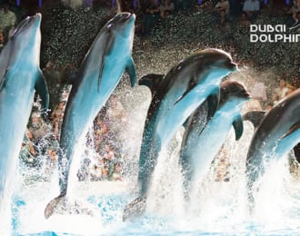 خصم 4٪ على دبي دولفيناريوم (عرض الدلافين والفقمات)