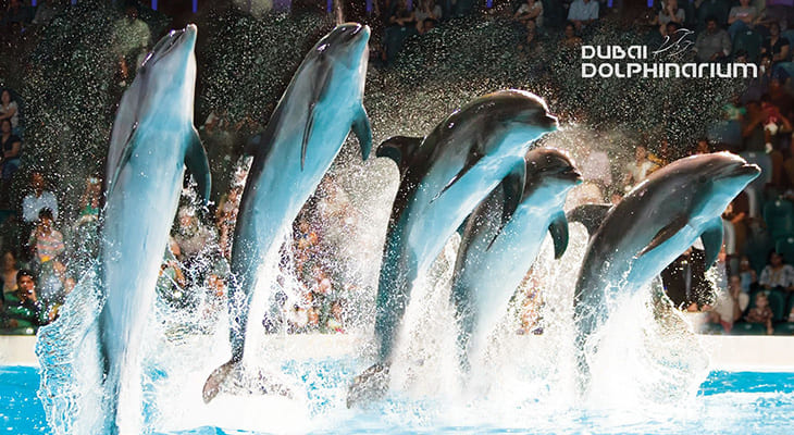 خصم 4٪ على دبي دولفيناريوم (عرض الدلافين والفقمات)
