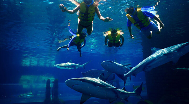 Snorkeling with Sharks Lagoon Beach & Free Access to Atlantis Aquaventure 