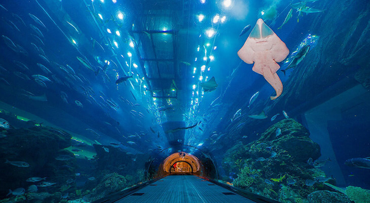  underwater zoo