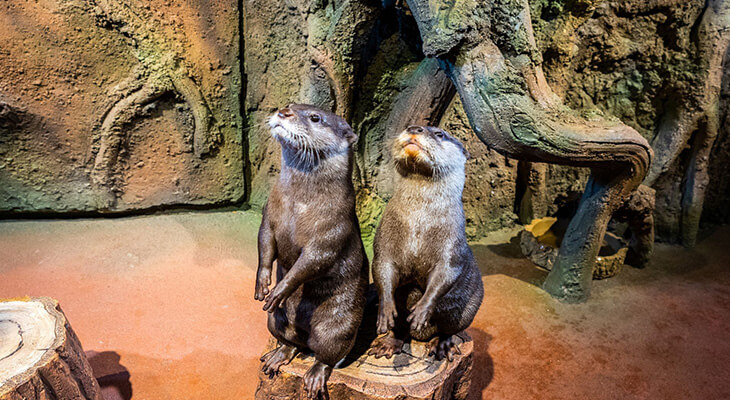  Dubai Aquarium & underwater zoo