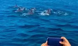 جولة لمشاهدة الدلافين لمدة ساعتين في مسقط 