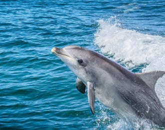 2 Hours Dolphin and Snorkeling Tour