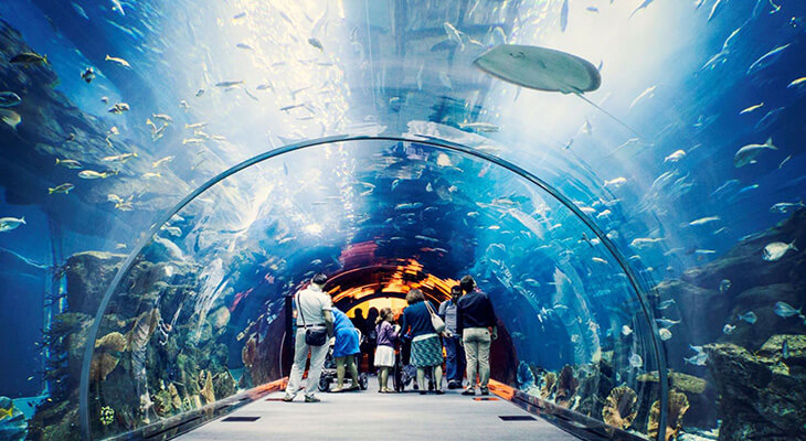 Dubai aquarium & underwater zoo in 3 hours