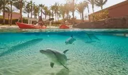 Dolphin Kayak Tour in Atlantis Dubai
