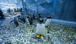 Dubai Aquarium and Underwater Zoo with Penguin Cove Tickets