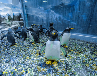 Dubai Aquarium and Underwater Zoo with Penguin Cove Tickets