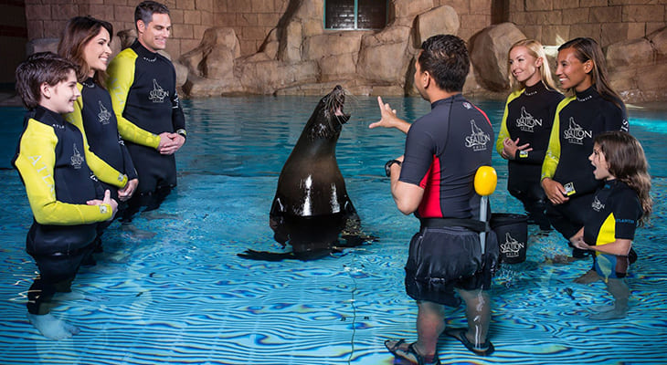 Playing Experience for one hour with the Sea Lions in Atlantis Dubai 