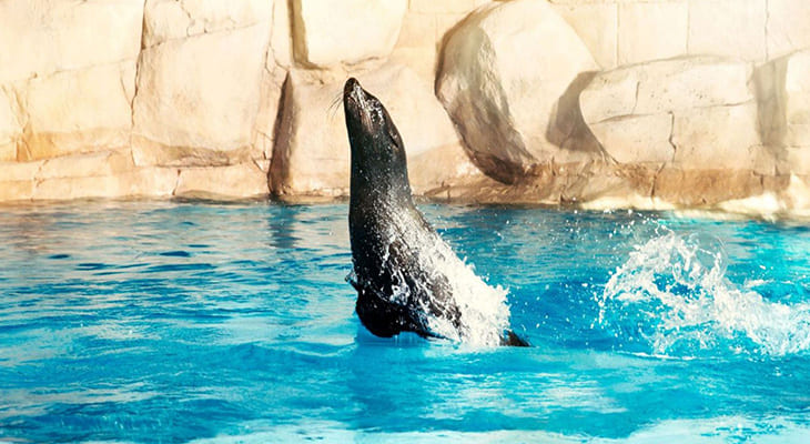 Playing Experience for one hour with the Sea Lions in Atlantis Dubai 