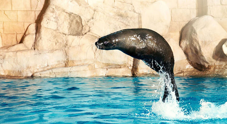 Playing Experience for one hour with the Sea Lions in Atlantis Dubai 