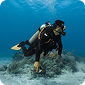 Snorkelling and diving