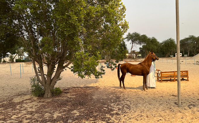 10 Classes for Learning Horseback Riding in Al Khobar