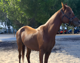 40-Minute Horseback Ride by the Sea at Half Moon Beach – Maysan Stable