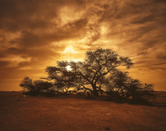 جولة صحراوية لمدة نصف يوم في البحرين من المنامة